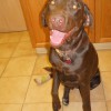 Paso Robles Veterinary Medical Clinic
