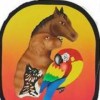 RLM Veterinary Services P.C