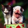 Hawthorne Dog & Cat Hospital
