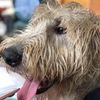 Polk Veterinary Care