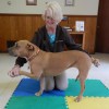 Brandon Animal Hospital