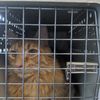 Cedar Creek Animal Hospital