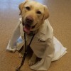 River Ridge Animal Hospital
