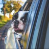 Carney Animal Hospital