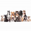 Mitchell Mill Animal Hospital