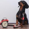 Walk-In Veterinary Care