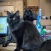 Pleasant Valley Veterinary Care