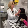 PetVets on the Go