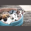 Chillicothe Animal Clinic