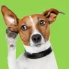 New Ross Veterinary Services