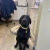 Loving Touch Animal Clinic PA