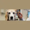Munhall Veterinary Hospital