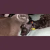 Oakland Veterinary Hospital