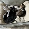 The Cat's Meow Feline Veterinary Clinic