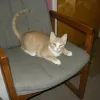 Cat Care Clinic of the Nyacks