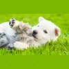 Bethany Animal Hospital