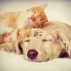 HI Pets Vet Clinic