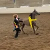 Lakeshore Equine Service