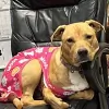 Forest Hill Animal Hospital