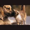 Mountain View Veterinary Hospital