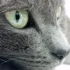 Abbott Road Animal Hospital
