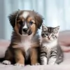 Buck Road Animal Hospital