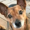 Sleepy Dog Veterinary