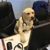 Ramsey Animal Clinic