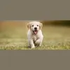 West Toledo Animal Hospital