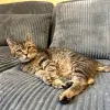 Affordable Care Veterinary Clinic