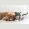 Mullins Veterinary Hospital
