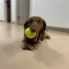 Albin Animal Hospital