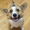 Argos Animal Hospital