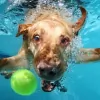 Lincoln Way Animal Hospital