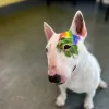 Goodfriends Veterinary Clinic