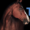Hagyard Equine Medical