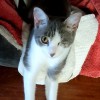 Kingstowne Cat Clinic