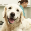 Eastland Animal Clinic