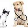 Tenino Veterinary Clinic