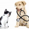Maple River Veterinary Clinic