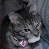 The Cat Practice