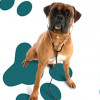 Topgun Veterinarian Service
