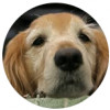 Arlington Animal Hospital