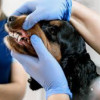 Advanced Veterinary Dental Surgery