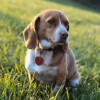 Blaine Veterinary Clinic