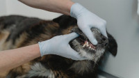 Pet Dental