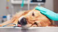 Pet Surgery